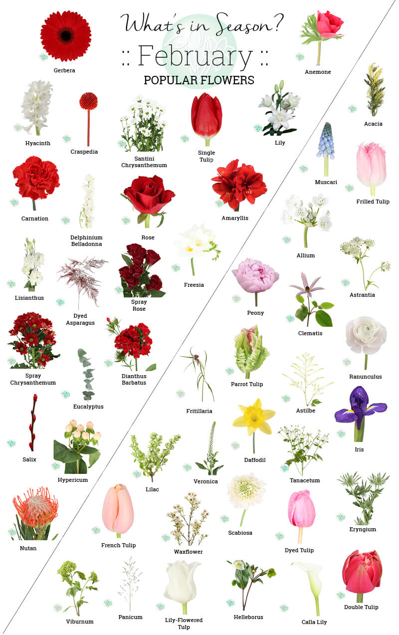 Flowers in season top